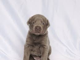 Cabada enjoys spending time with justice is a beautiful black labrador puppy. Silver Lab Puppies For Sale 3 19 2020 Silver Labs For Sale Dog Training Dog Boarding Serenity Ranch Kennels