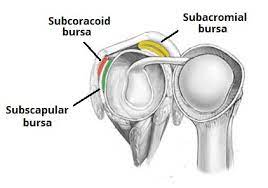 The exercises may be suggested for a condition or for rehabilitation. The Shoulder Joint Structure Movement Teachmeanatomy