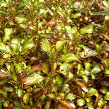Image result for Coprosma