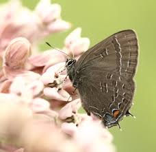 Image result for Satyrium kitimboense