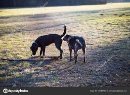 Собаки нюхают попку — Стоковое фото © munich1 134124704