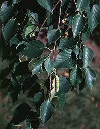 Tolerates summer heat better than most other birches. Japanese Birch