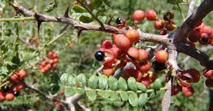 Image result for Zanthoxylum
