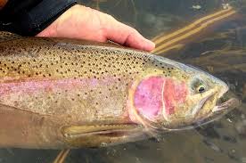 Plan perfect fishing trip as we teach you how to fish in kansas. Buying A Fishing License U S Fish And Wildlife Service
