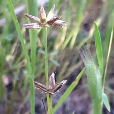 العثور على نبات بري جديد في محمية الطبيعة بركة سمار في الخضيرة خلال إجراء الدراسة الميدانية للطبيعة الحضرية وفق ا لطلب بلدية الخضيرة الوزارة لحماية البيئة