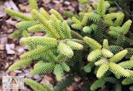 Check spelling or type a new query. Abies Pinsapo Aurea
