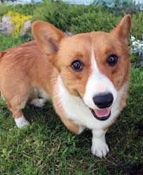 Find a welsh corgi puppy for sale. Home Rustic Barn Kennels