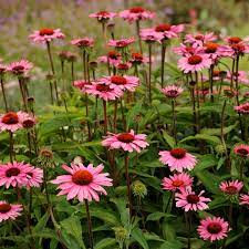 For best results, plant ruby star coneflower in a sunny site or in a spot that receives shade only during the hottest part of the day. Echinacea Purpurea Ruby Star Rubinstern Perennial Resource