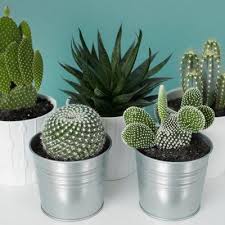 Most people grow this cactus plant in a pot from seeds, so it may be necessary to transplant the cactus to another, larger pot at some point. How To Repot Cactus And Succulents Cacti And Succulents Cactus House Plants Cactus Plants