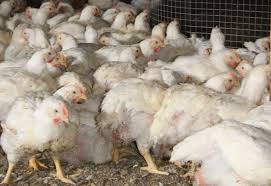 Le botswana et le mozambique voisins ont mis en place une interdiction générale de tous les produits de. La Grippe Aviaire Frappe Dans Deux Etats Americains La Terre De Chez Nous