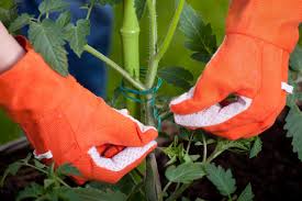 How to stake tomato plants. How To Stake Support And Prune Tomato Plants Hgtv