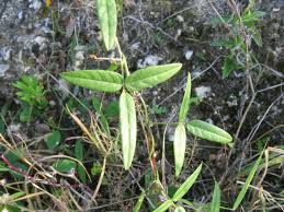 Image result for Teramnus repens
