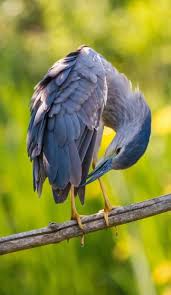 Colorful Bird With Big Feathers Pin By Carolyn Rainwater On Birds Butterflies Etc Sea Birds Colorful Birds Audubon Birds