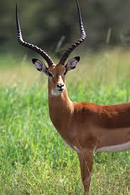 Impala Buck Aepyceros Melampus By Animal Images In 2020 Impala Animal Animals Images South African Animals