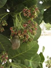 Image result for Antrocaryon nannanii