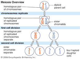 Homologous chromosomes are a pair of dna molecules which contain information for the same genes, though each homologous chromosome may carry different alleles. Meiosis Students Britannica Kids Homework Help