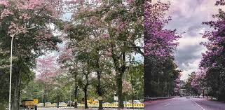 Bunga sakura adalah sangat simbolik dan kebudayaan di jepun. Musim Sakura Di Gombak Bagai Di Jepun Korea Selatan