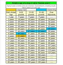 Shiba Inu Growth Chart Bestfxtradingplatform Com