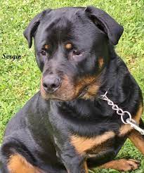 Adopt Sergio On Petfinder Dog Adoption Dogs Adoption
