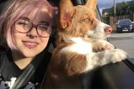 Beverley Best Pet Boarding, Grooming for Dogs, Cats with Pickup