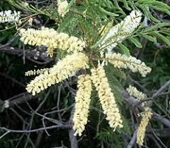 Image result for Acacia hereroensis