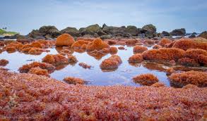 Christmas island's mass red crab migration is one of the most incredible natural processes on earth. 5 Hidden Travel Gems You Need To Visit Christmas Island Crabs Christmas Island Island