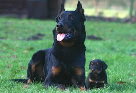 Beauceron A Strong Confident Versatile Breed Beauceron Doberman Pinscher Doberman Pinscher Funny