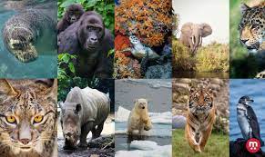 Je propose en outre quelques commentaires écologiques sur l'extension de l'espèce. 10 Animaux En Voie De Disparition Autour Des Animaux