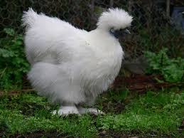 Silkie Wikipedia