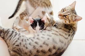 How To Tell If A Cat Is Pregnant