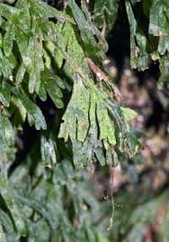 Image result for Polyphlebium