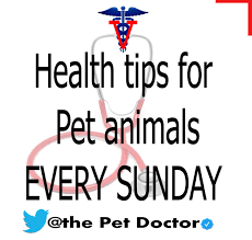 • dr steve can observe how your pet behaves at home, as well as how the home environment influences their quality of life. The Pet Doctor Yangzyee Twitter