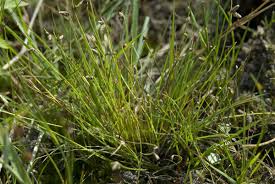 Image result for Isolepis setacea