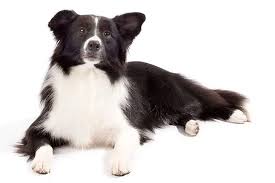 Border Collie Dog Breed Information Smartest Dog Breeds Dog Breeds Smart Dog
