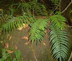 Image result for Asplenium uhligii