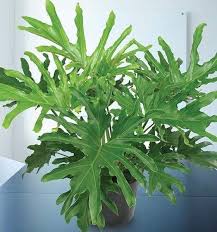 Philodendron Lickety Split Plants Plants Pollinator Garden Indoor Plants