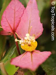 Image result for Dalechampia