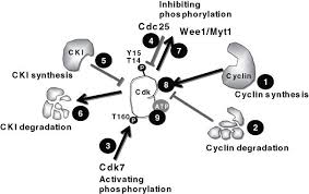 Uniprotkbinferred from direct checkpoint recovery in cells: Cyclin Dependent Kinases And Their Regulators As Potential Targets For Anticancer Therapeutics Springerlink