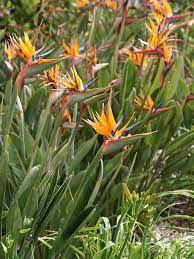 Huge Orange Bird Of Paradise Strelitzia Reginae Landscape Size 8 Pot Birds Of Paradise Plant Paradise Plant African Plants