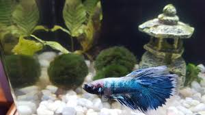 Betta Fish Bubble Nest Everything You Should Know 2019 Version