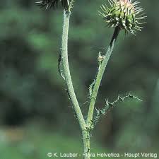 Image result for Carduus nyassanus