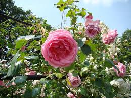 0 more photos view gallery. Coral Dawn Lens Roses
