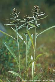 Image result for Gnaphalium