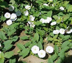 Image result for Convolvulus arvensis