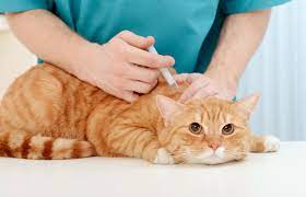 Maybe you would like to learn more about one of these? Rabies Vaccine Side Effects In Cats Lovetoknow