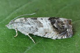 Image result for Cydia splendana