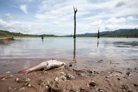 Hingga kini masih terus ditemukan ikan yang membusuk di aliran. Serangan Gelombang Panas Di Swiss Ribuan Ikan Di Sungai Mati