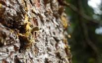 tree sap facts | Complete Tree Care