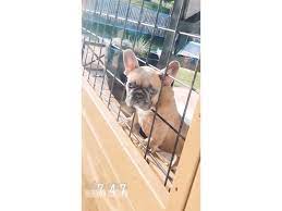 Our french bulldog puppies for sale come from either usda licensed commercial breeders or hobby breeders with no more than 5 breeding mothers. French Bulldog Puppies Petland Independence Mo