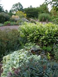 Image result for Ophrypetalum odoratum